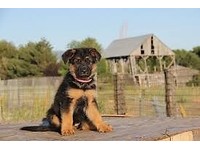 preloved german shepherd